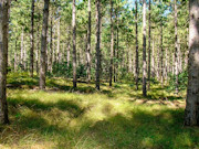 2 Acres of Buildable Wooded Land Near Rome, WI 2 Acres of Buildable Wooded Land Near Rome, WI