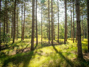 2 Acres of Buildable Wooded Land Near Rome, WI 2 Acres of Buildable Wooded Land Near Rome, WI