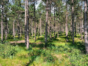 2 Acres of Buildable Wooded Land Near Rome, WI 2 Acres of Buildable Wooded Land Near Rome, WI