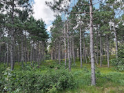 2.3 Acres of Buildable Wooded Land Near Rome & Lake Petenwell, WI