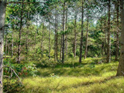 2.3 Acres of Buildable Wooded Land Near Rome & Lake Petenwell, WI