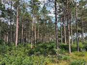 2.3 Acres of Buildable Wooded Land Near Rome & Lake Petenwell, WI