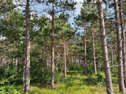 2.3 Acres of Buildable Wooded Land Near Rome & Lake Petenwell, WI