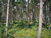 2.3 Acres of Buildable Wooded Land Near Rome & Lake Petenwell, WI
