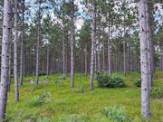 3.6-Acre Buildable Wooded Land Near Lake Petenwell and Rome, WI
