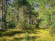 3.6-Acre Buildable Wooded Land Near Lake Petenwell and Rome, WI