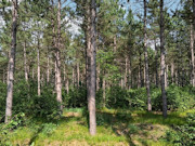 3.6-Acre Buildable Wooded Land Near Lake Petenwell and Rome, WI 3.6-Acre Buildable Wooded Land Near Lake Petenwell and Rome, WI