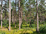 3.6-Acre Buildable Wooded Land Near Lake Petenwell and Rome, WI 3.6-Acre Buildable Wooded Land Near Lake Petenwell and Rome, WI