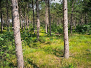 3.6-Acre Buildable Wooded Land Near Lake Petenwell and Rome, WI 3.6-Acre Buildable Wooded Land Near Lake Petenwell and Rome, WI
