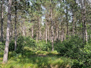 6.4 Acres of Buildable Wooded Land Near Rome, WI