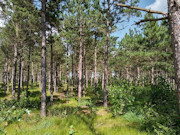 6.4 Acres of Buildable Wooded Land Near Rome, WI