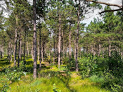 6.4 Acres of Buildable Wooded Land Near Rome, WI 6.4 Acres of Buildable Wooded Land Near Rome, WI