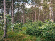 6.4 Acres of Buildable Wooded Land Near Rome, WI 6.4 Acres of Buildable Wooded Land Near Rome, WI