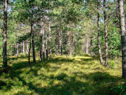 6.4 Acres of Buildable Wooded Land Near Rome, WI 6.4 Acres of Buildable Wooded Land Near Rome, WI