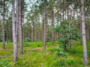 5.15 Acres of Buildable Wooded Land Near Rome, WI