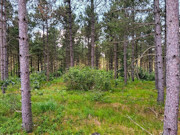5.15 Acres of Buildable Wooded Land Near Rome, WI