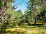 5.15 Acres of Buildable Wooded Land Near Rome, WI