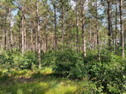 5.15 Acres of Buildable Wooded Land Near Rome, WI