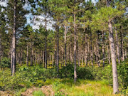 5.15 Acres of Buildable Wooded Land Near Rome, WI