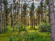 2 Acres of Buildable Camping & Cabin Land Near Rome, WI