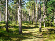 2 Acres of Buildable Camping & Cabin Land Near Rome, WI