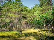 2 Acres of Buildable Camping & Cabin Land Near Rome, WI 2 Acres of Buildable Camping & Cabin Land Near Rome, WI
