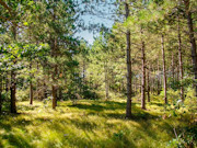 2 Acres of Buildable Camping & Cabin Land Near Rome, WI 2 Acres of Buildable Camping & Cabin Land Near Rome, WI