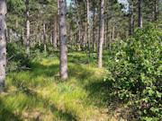 2 Acres of Buildable Camping & Cabin Land Near Rome, WI 2 Acres of Buildable Camping & Cabin Land Near Rome, WI