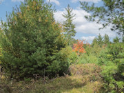 5.3 Acre Land For Sale in Bayfield County, WI