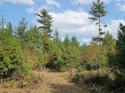 5.3 Acre Land For Sale in Bayfield County, WI