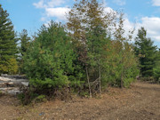 5.3 Acres of Land for Sale near Eau Claire Chain of Lakes