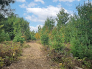 5 Acres of Buildable Land for Sale Near Barnes, WI