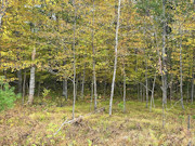 5 Acres of Buildable Land for Sale Near Barnes, WI