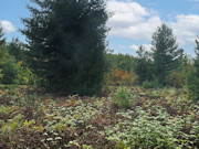 5 Acres of Buildable Land for Sale Near Barnes, WI