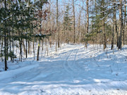 Wooded Land Near Fishtrap Lake with National Forest Border in Winter, WI