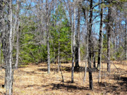 Wooded Land Near Fishtrap Lake with National Forest Border in Winter, WI