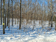 Wooded Land Near Fishtrap Lake with National Forest Border in Winter, WI