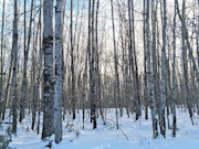 Wooded Land Near Fishtrap Lake with National Forest Border in Winter, WI