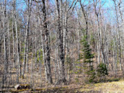 Wooded Land Near Fishtrap Lake with National Forest Border in Winter, WI