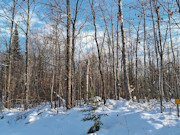 Wooded Land Near Fishtrap Lake with National Forest Border in Winter, WI