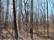 Wooded Land Near Fishtrap Lake with National Forest Border in Winter, WI