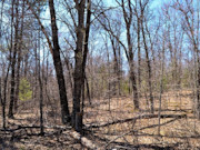 Wooded Land Near Fishtrap Lake with National Forest Border in Winter, WI