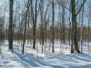 Wooded Land Near Fishtrap Lake with National Forest Border in Winter, WI