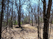 Wooded Land Near Fishtrap Lake with National Forest Border in Winter, WI