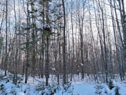 1.9 Acres Near Winter, WI - Buildable Northwoods Land by Lakes & Trails 1.9 Acres Near Winter, WI - Buildable Northwoods Land by Lakes & Trails