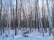 1.9 Acres Near Winter, WI - Buildable Northwoods Land by Lakes & Trails 1.9 Acres Near Winter, WI - Buildable Northwoods Land by Lakes & Trails