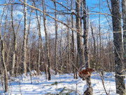 1.9 Acres Near Winter, WI - Buildable Northwoods Land by Lakes & Trails 1.9 Acres Near Winter, WI - Buildable Northwoods Land by Lakes & Trails