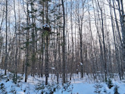 7.3 Acres Adjoining National Forest Near Winter, WI