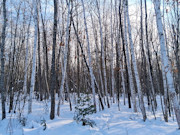 7.3 Acres Adjoining National Forest Near Winter, WI