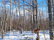 7.3 Acres Adjoining National Forest Near Winter, WI